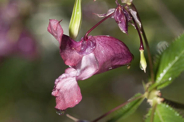 Himalayan Balsam -Impatiens glandulifera-, single flower, Untergroeningen, Baden-Wuerttemberg, Germany, Europe