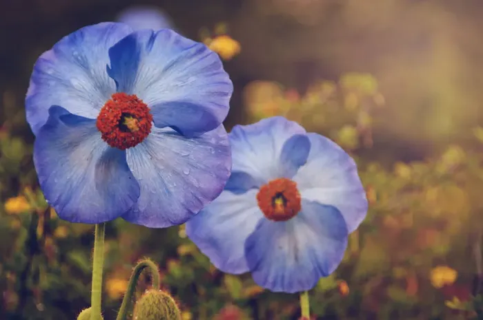 Framed Print : Himalayan blue poppy