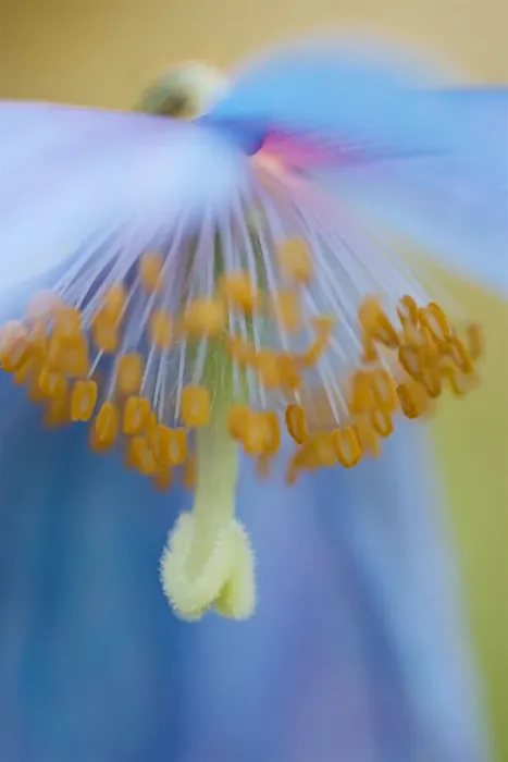 Framed Print : Himalayan Poppy Macro Framed Print : Himalayan Poppy Macro