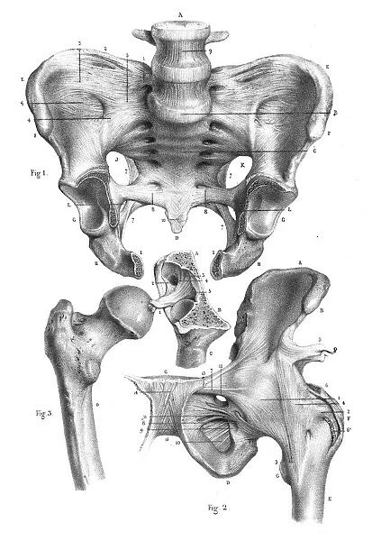 Hip anatomy engraving 1866