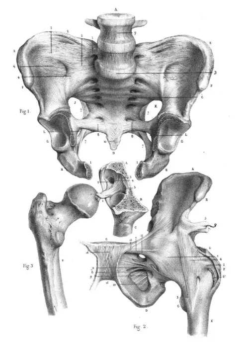 Framed Print : Hip anatomy engraving 1866 Framed Print : Hip anatomy engraving 1866