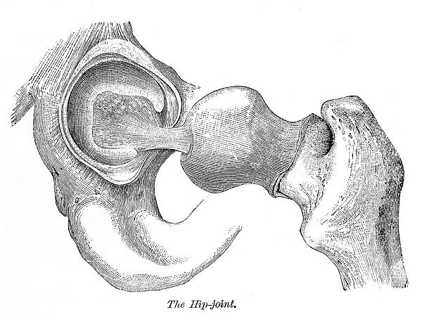 Hip joint engraving anatomy 1872