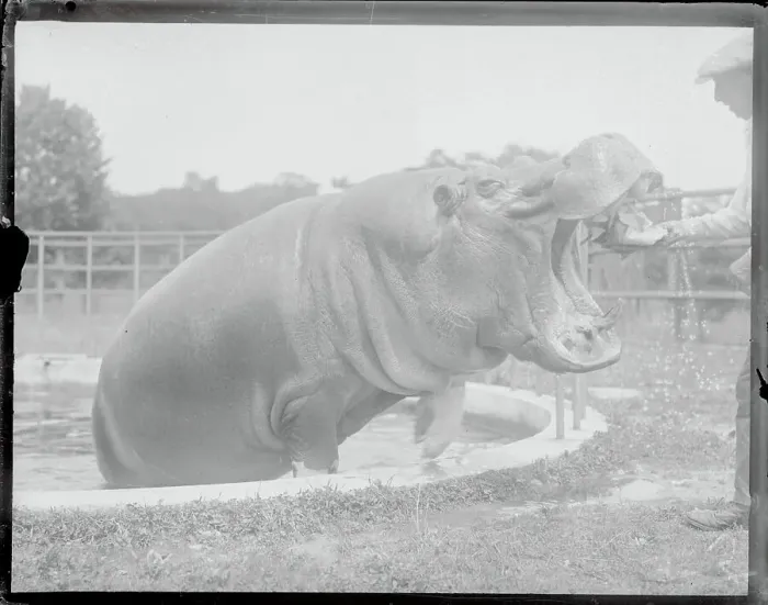Framed Print : Hippo Having Teeth cleaned Framed Print : Hippo Having Teeth cleaned