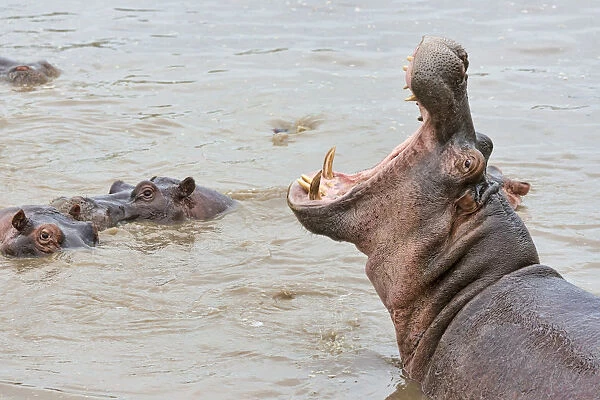 Hippo -Hippopotamus amphibius- displaying threatening gesture, Serengeti, Tanzania