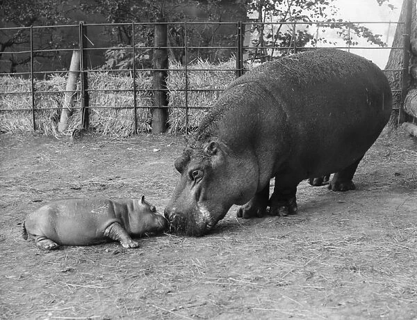Hippo Mum. 29th August 1956: Belinda the hippo