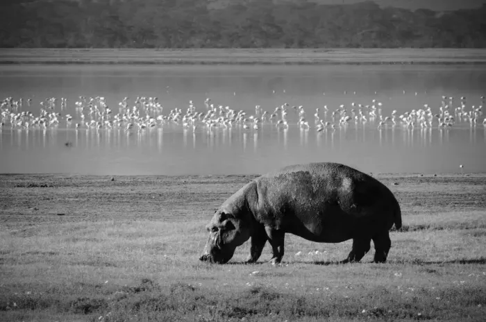 Framed Print : Hippo out of Water Framed Print : Hippo out of Water