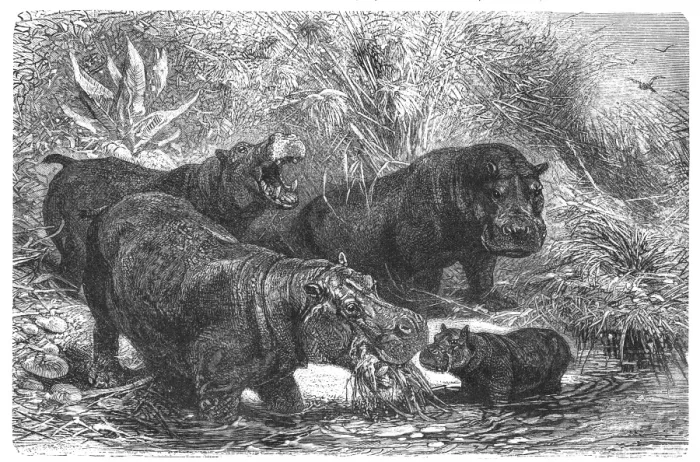 Framed Print : Hippopotamus Framed Print : Hippopotamus