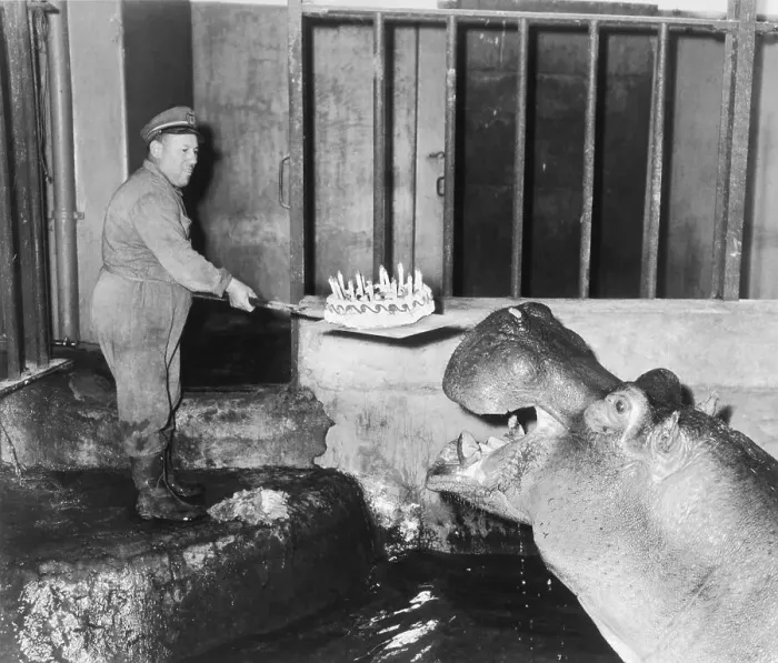 Framed Print : Hippopotamus Celebrating His Birthday Framed Print : Hippopotamus Celebrating His Birthday