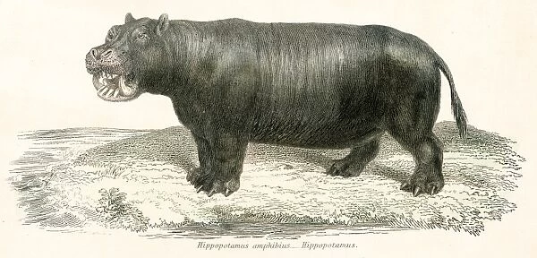 Hippopotamus engraving 1803