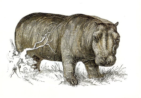 Hippopotamus engraving 1851