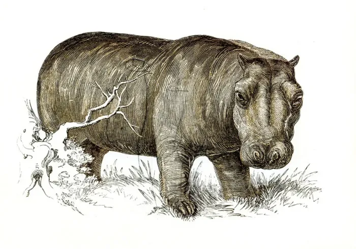 Framed Print : Hippopotamus engraving 1851
