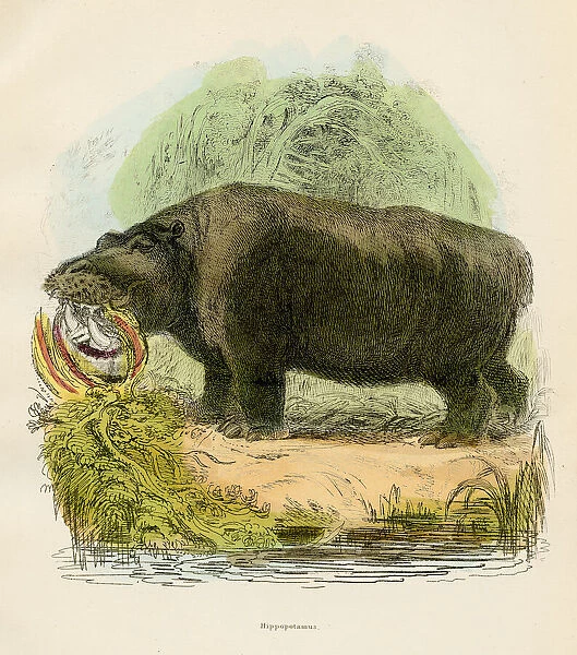 Hippopotamus engraving 1893