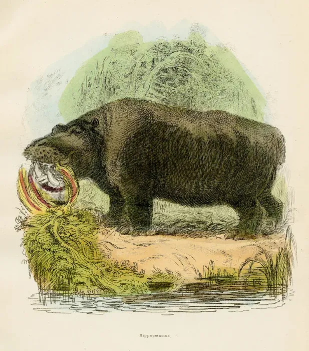 Framed Print : Hippopotamus engraving 1893