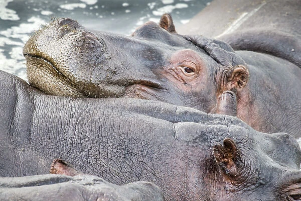 Hippopotamus (Hippopotamus amphibius) resting together on a pond
