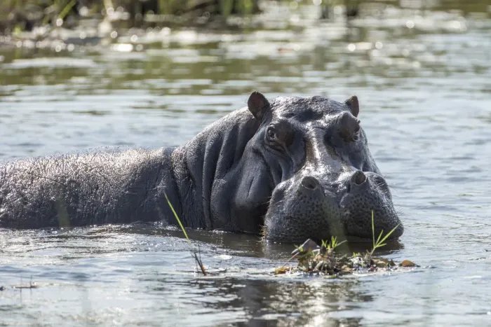 Framed Print : Hippopotamus -Hippopotamus amphibius-, Mamili National Park, Caprivi Strip, Namibia, Africa Framed Print : Hippopotamus -Hippopotamus amphibius-, Mamili National Park, Caprivi Strip, Namibia, Africa