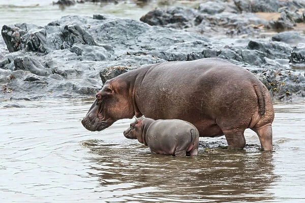 Hippopotamus -Hippopotamus amphibius- adult female with young, Serengeti, Tanzania