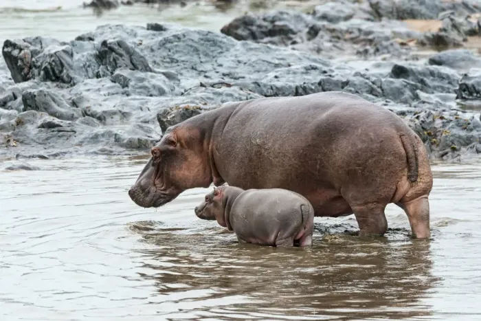 Framed Print : Hippopotamus -Hippopotamus amphibius- adult female with young, Serengeti, Tanzania Framed Print : Hippopotamus -Hippopotamus amphibius- adult female with young, Serengeti, Tanzania