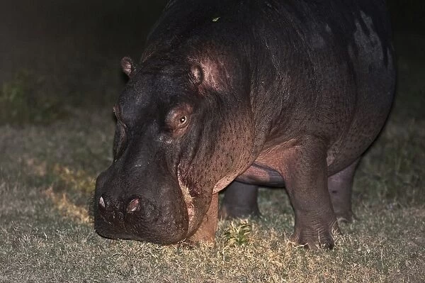 Hippopotamus -Hippopotamus amphibius- grazing, nocturnal foraging, South Africa