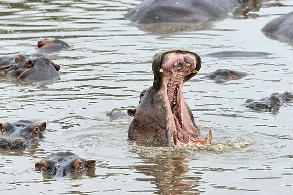 Hippopotamus -Hippopotamus amphibius-, Serengeti, Tanzania