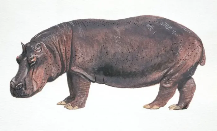Framed Print : Hippopotamus, Hippopotamus amphibius, side view Framed Print : Hippopotamus, Hippopotamus amphibius, side view