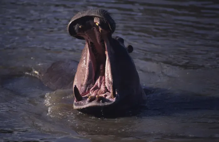 Framed Print : Hippopotamus (Hippopotamus amphibius) yawning in waterhole, Kenya Framed Print : Hippopotamus (Hippopotamus amphibius) yawning in waterhole, Kenya