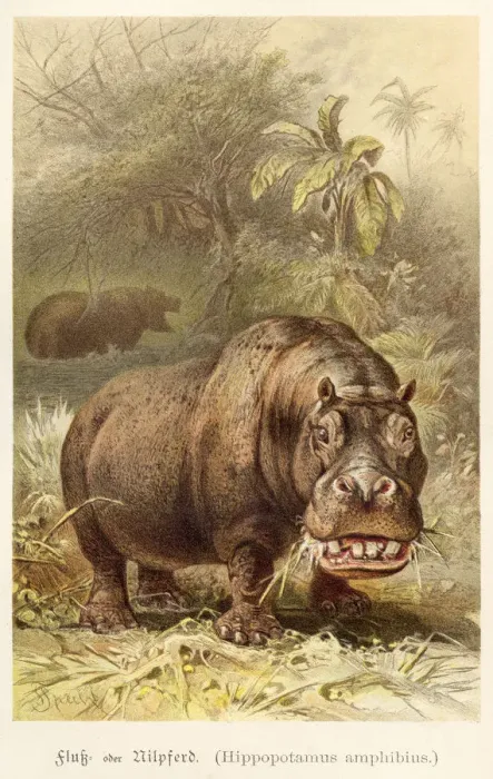 Framed Print : Hippopotamus illustration 1888 Framed Print : Hippopotamus illustration 1888