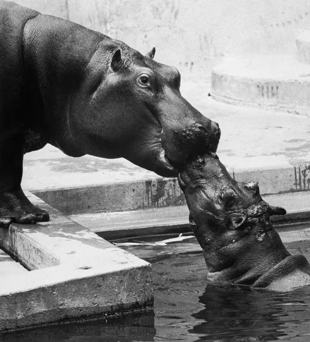 Framed Print : Hippopotamus Kiss Framed Print : Hippopotamus Kiss