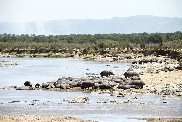 Hippopotamus resting on banks of Mara River with smoke from bush brush fire in the background, Serengeti National Park