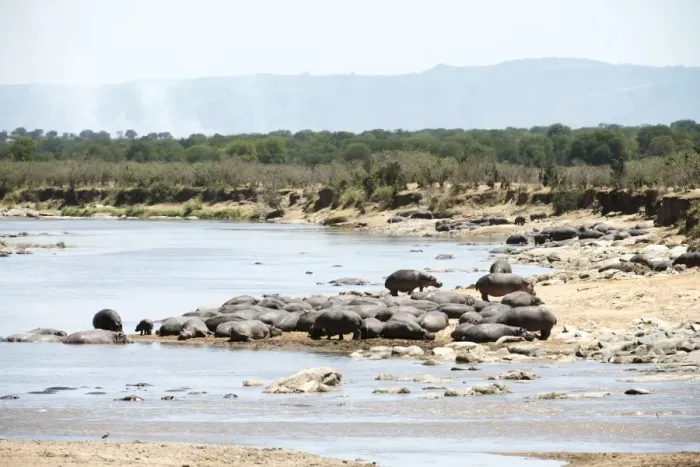 Framed Print : Hippopotamus resting on banks of Mara River with smoke from bush brush fire in the background, Serengeti National Park