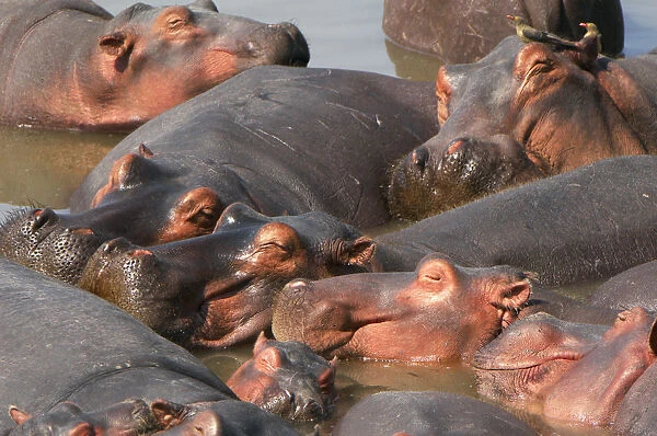 Hippopotamus, South Luangwa National Park, Zambia