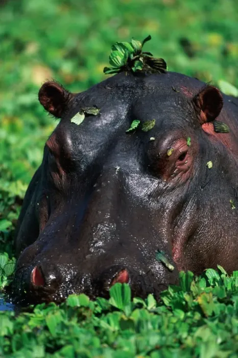 Framed Print : Hippopotamus surrounded by green leaves in pond, close-up Framed Print : Hippopotamus surrounded by green leaves in pond, close-up
