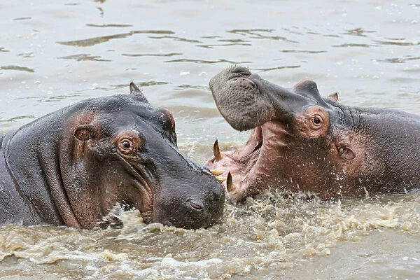Hippopotamuses -Hippopotamus amphibius-, Serengeti, Tanzania
