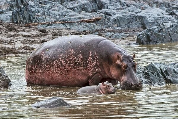 Hippopotamuses -Hippopotamus amphibius-, cow with young, Serengeti, Tanzania