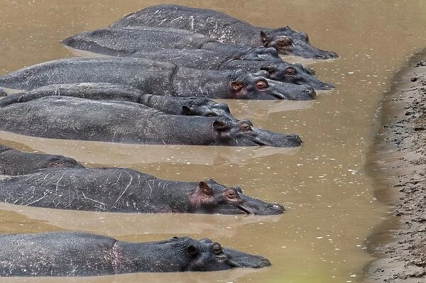 Hippopotamuses -Hippopotamus amphibius- lying next to each other in the water, Olare Orok river, Msai Mara National Reserve