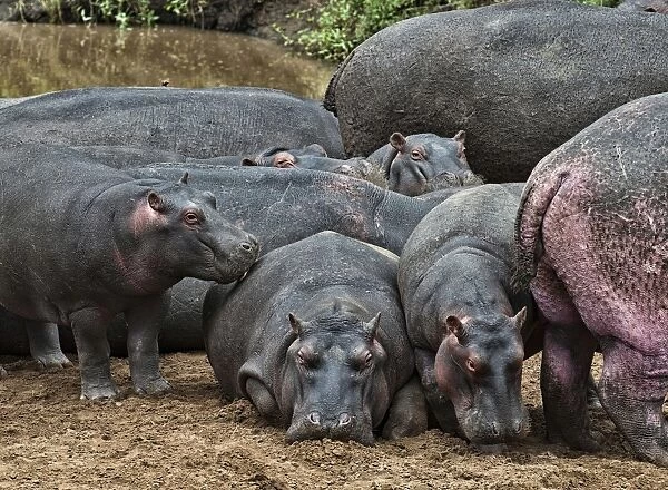 Hippopotamuses -Hippopotamus amphibius- with young, Olare Orok, Msai Mara National Reserve, Kenya