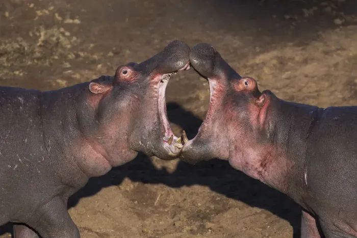 Framed Print : Hippopotamuses sparring Framed Print : Hippopotamuses sparring