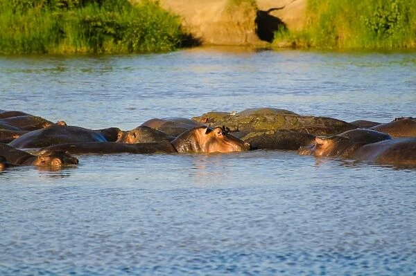 Hippos. Serengeti, Tanzania