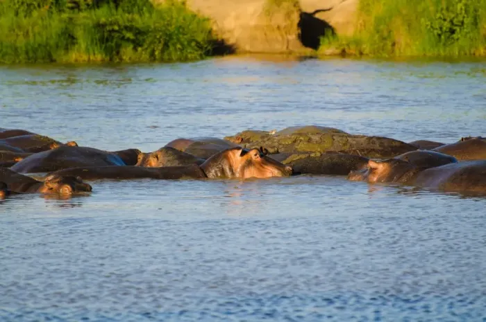 Framed Print : Hippos. Serengeti, Tanzania Framed Print : Hippos. Serengeti, Tanzania