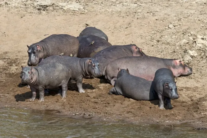 Framed Print : Hippos -Hippopotamus amphibius-, Mara River, Msai Mara National Reserve, Kenya Framed Print : Hippos -Hippopotamus amphibius-, Mara River, Msai Mara National Reserve, Kenya