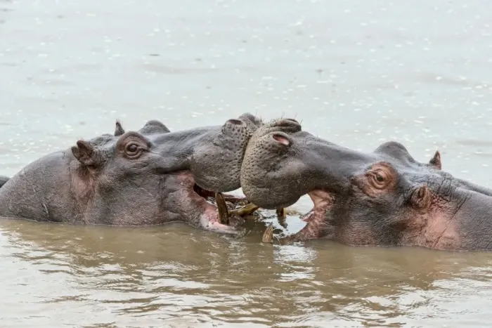 Framed Print : Hippos -Hippopotamus amphibius-, Serengeti, Tanzania Framed Print : Hippos -Hippopotamus amphibius-, Serengeti, Tanzania