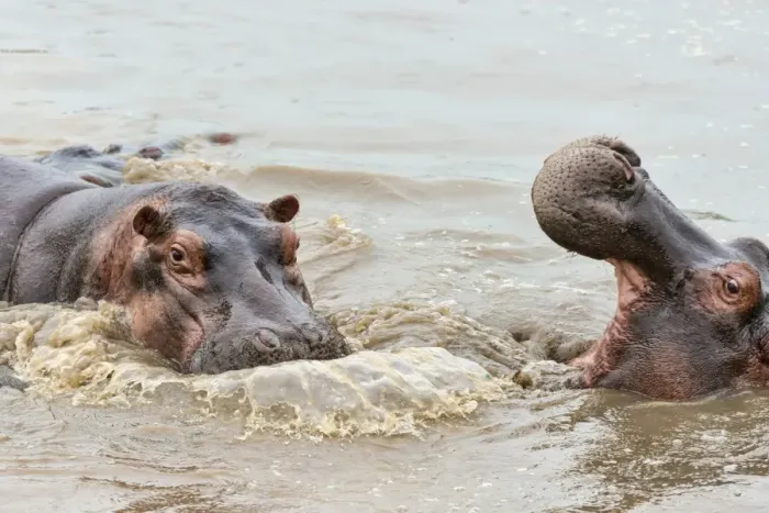 Framed Print : Hippos -Hippopotamus amphibius-, Serengeti, Tanzania Framed Print : Hippos -Hippopotamus amphibius-, Serengeti, Tanzania