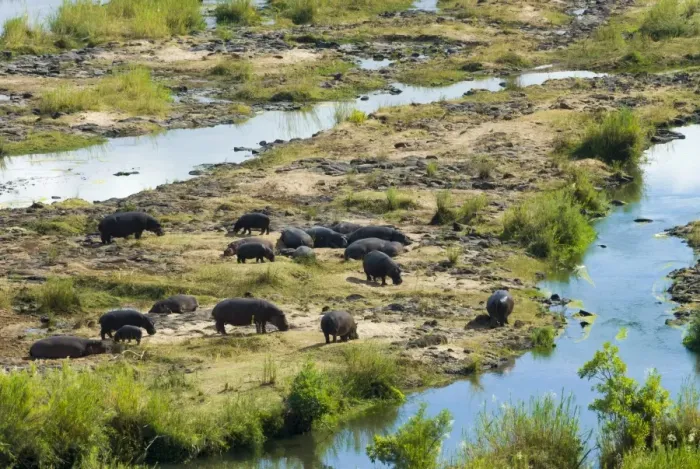 Framed Print : Hippos -Hippopotamus amphibius-, herd at a River, Kruger National Park, South Africa Framed Print : Hippos -Hippopotamus amphibius-, herd at a River, Kruger National Park, South Africa