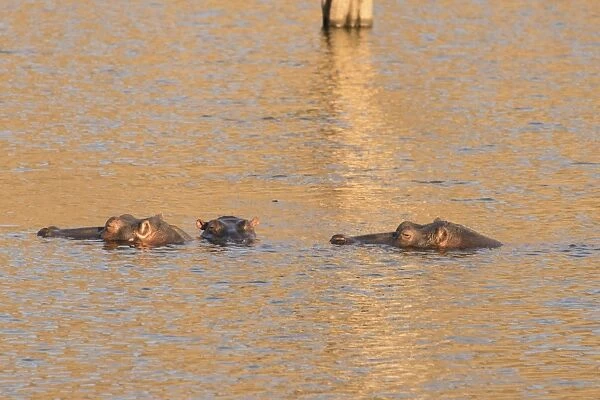 Hippos -Hippopotamus amphibius-, Andreas Damm, Khomas, Namibia