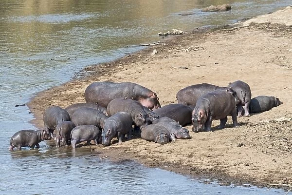 Hippos -Hippopotamus amphibius-, Mara River, Msai Mara National Reserve, Kenya