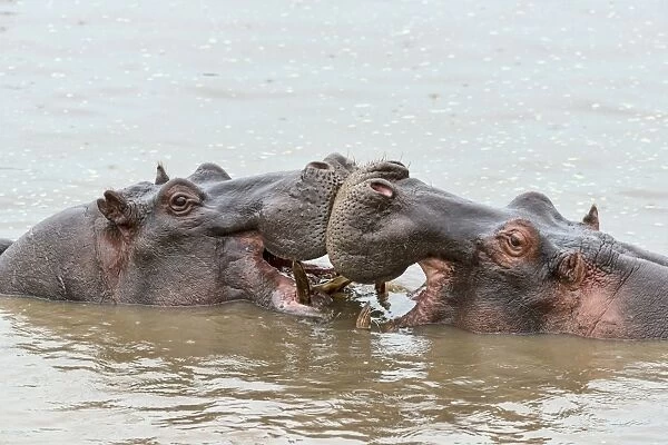 Hippos -Hippopotamus amphibius-, Serengeti, Tanzania