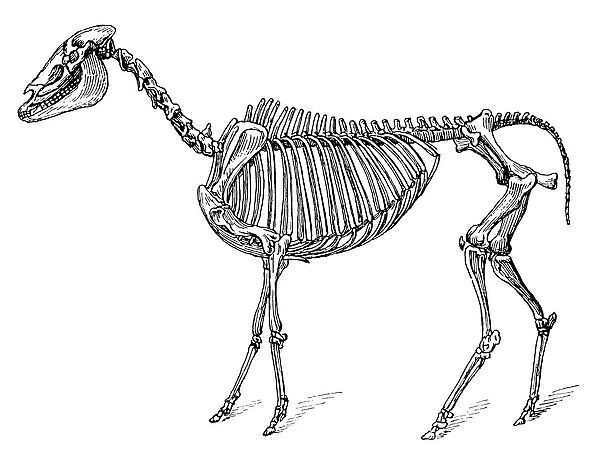 Hippotherium gracile is an extinct genus of horse that lived in during the Miocene through Pliocene