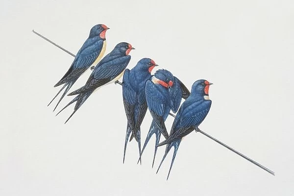 Hirundo rustica, five Barn Swallows perched on a wire
