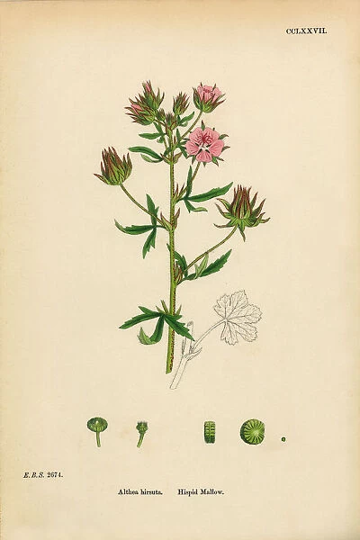 Hispid Mallow, Althea hirsuta, Victorian Botanical Illustration, 1863