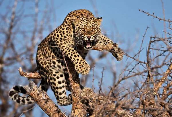Hissing leopard on a tree in Namibia