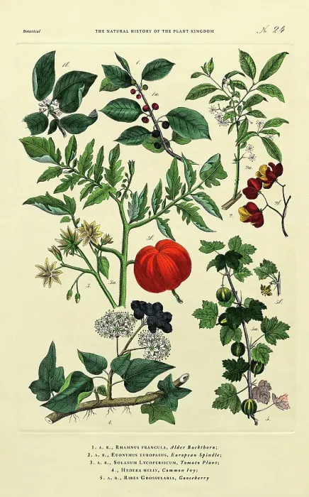 Framed Print : History of the Plant Kingdom, Victorian Botanical Illustration, Plate 24, Circa 1853 Framed Print : History of the Plant Kingdom, Victorian Botanical Illustration, Plate 24, Circa 1853